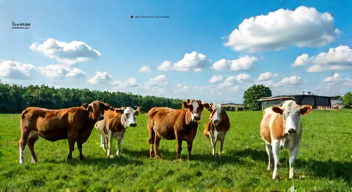 Das sind die Top 7 Schritte beim Rinderpreismarkt