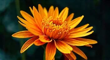 Die Bedeutung von Miscanthus (2/10)